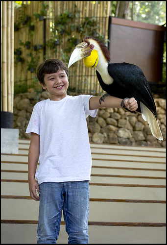 Phuket bird park show