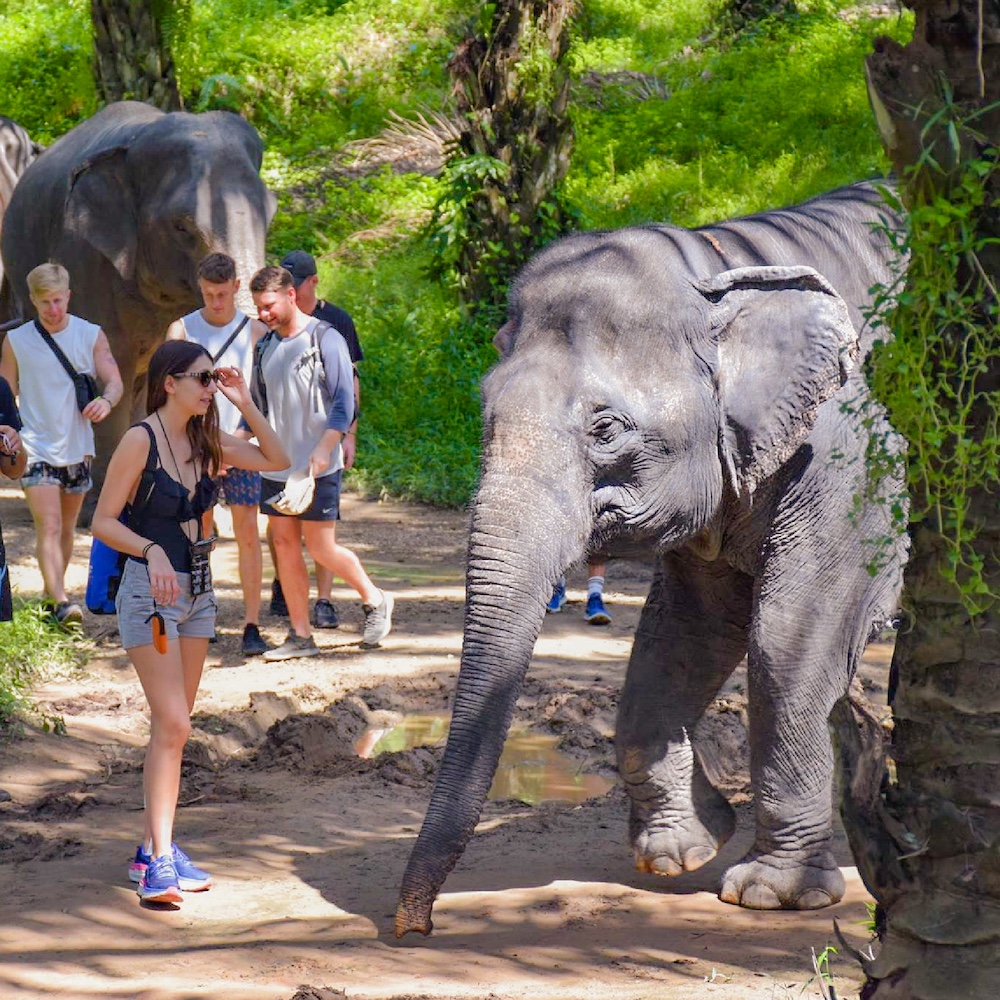 Krabi Elephant House Sanctuary