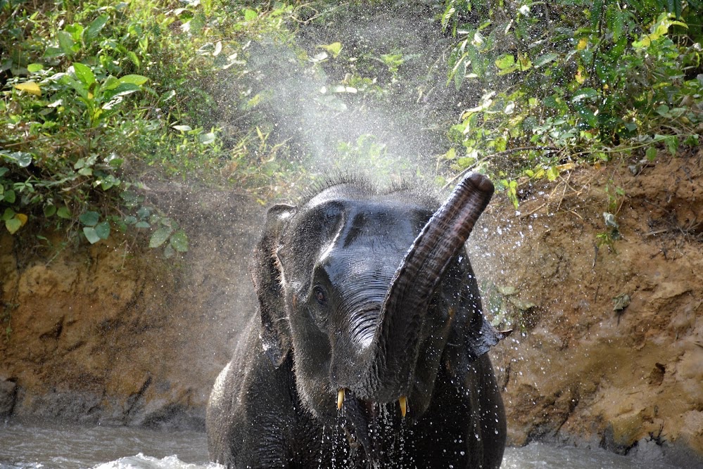 Krabi Elephant House Sanctuary