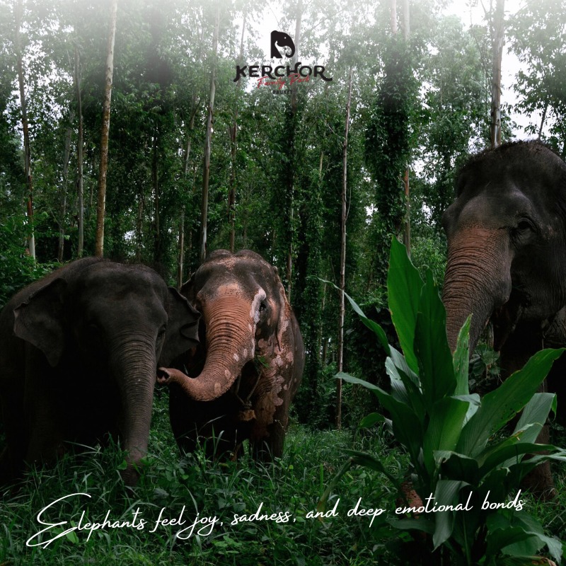 Kerchor Elephant Family Phuket 