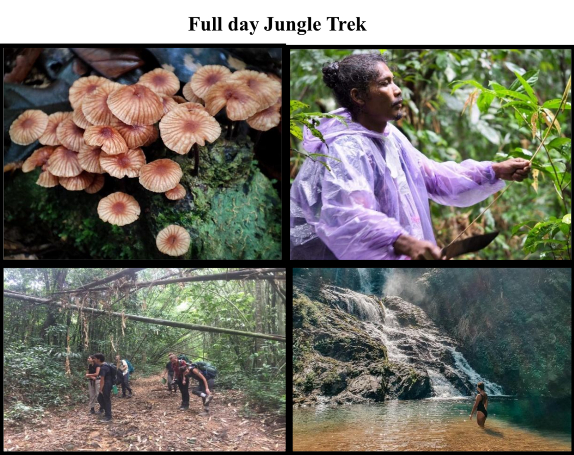 Full Day Jungle Trek with Khao Sok Natureskills 