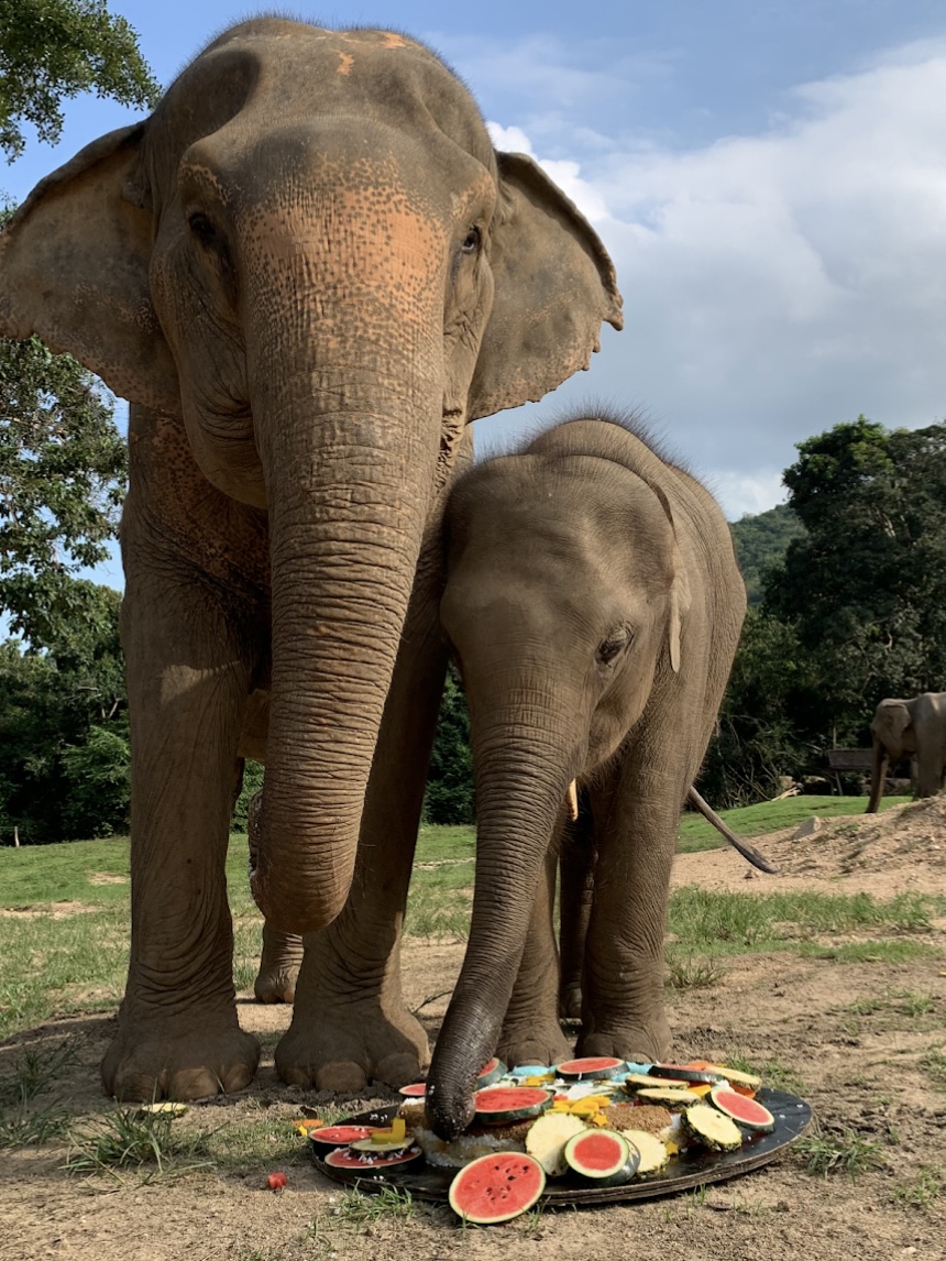 Elephant Feeding with Samui Elephant Haven 
