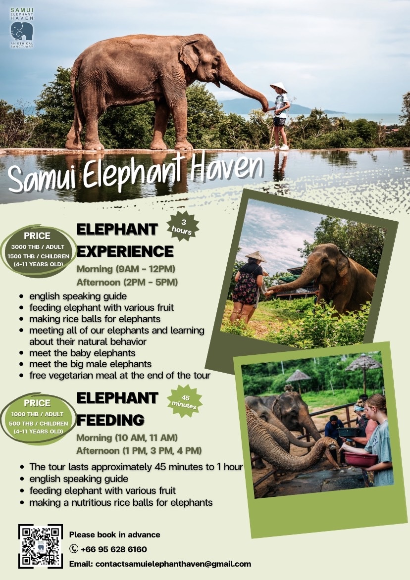 Elephant Feeding with Samui Elephant Haven 