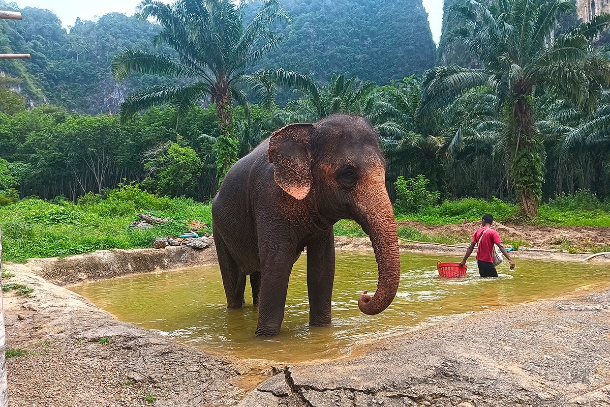 Krabi Elephant Green Sanctuary 