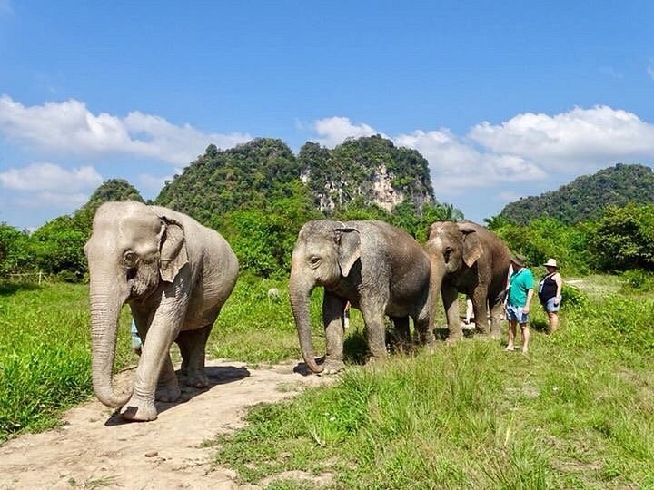 Krabi Elephant Green Sanctuary 