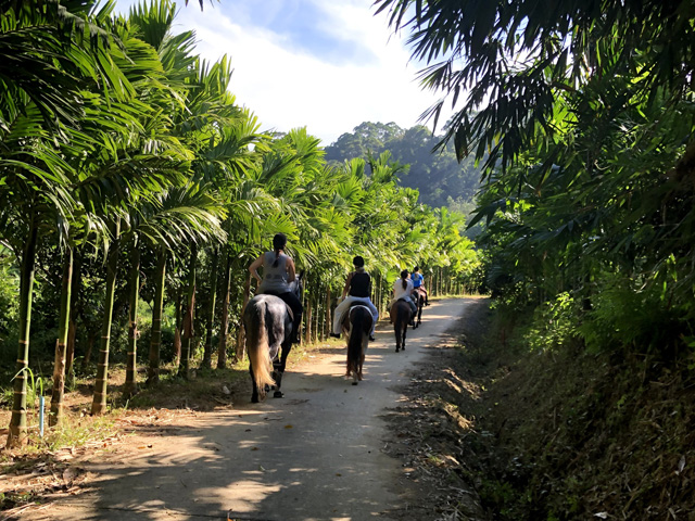 Phuket Horseback Riding Through Jungle Trails & Big Buddha Hills