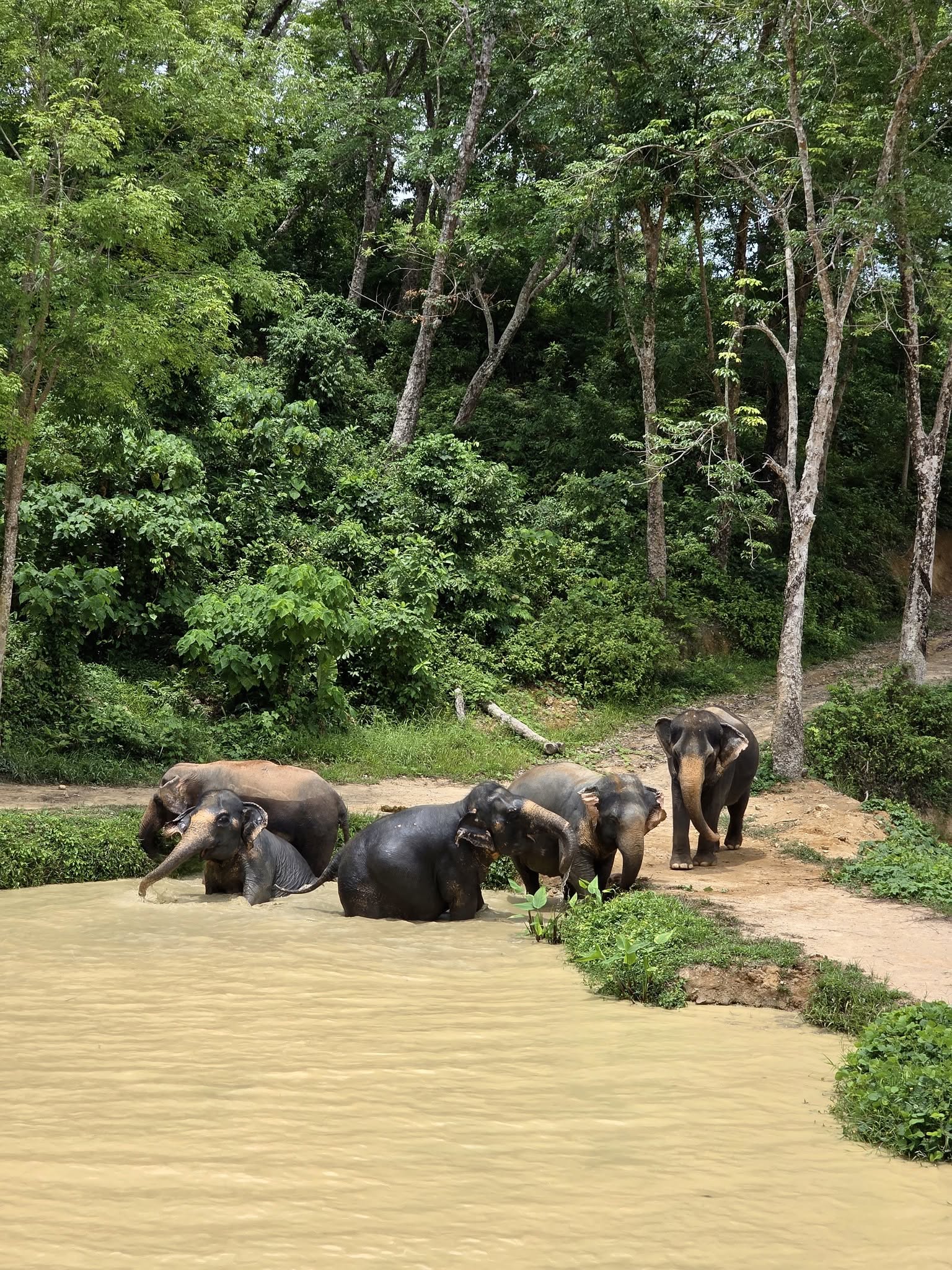 Hidden Forest Elephant Reserve Phuket (no riding)