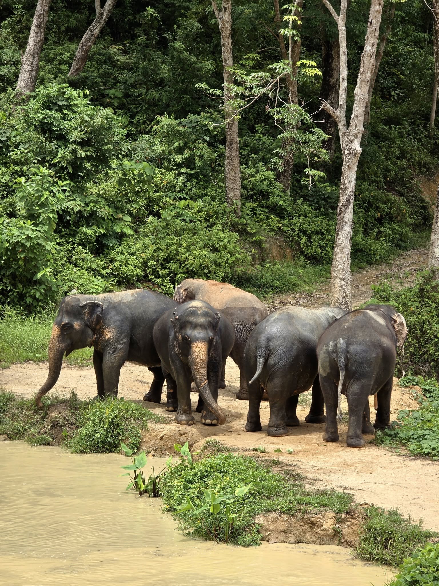 Hidden Forest Elephant Reserve Phuket (no riding)