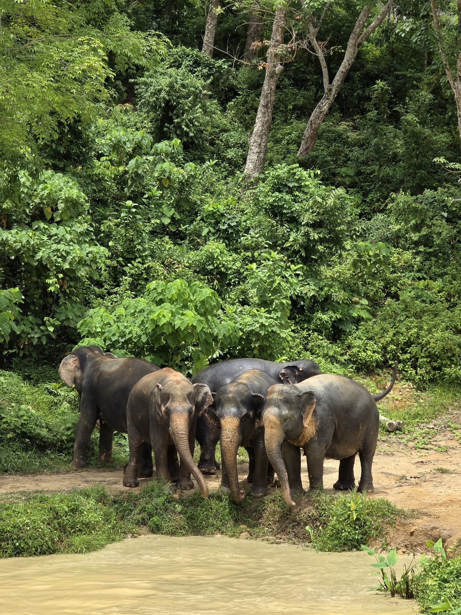 Hidden Forest Elephant Reserve Phuket (no riding)