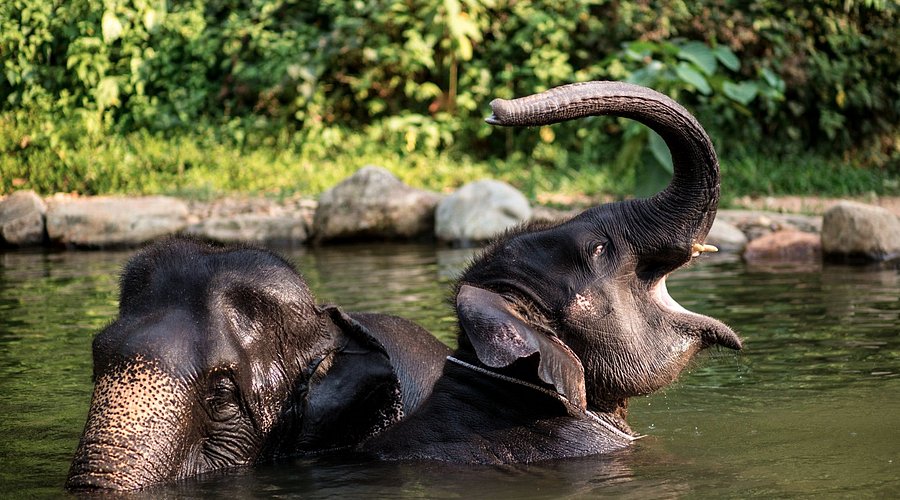 Adventure, Bamboo Rafting, Kayaking, Elephants, ATV, Paddle Boats