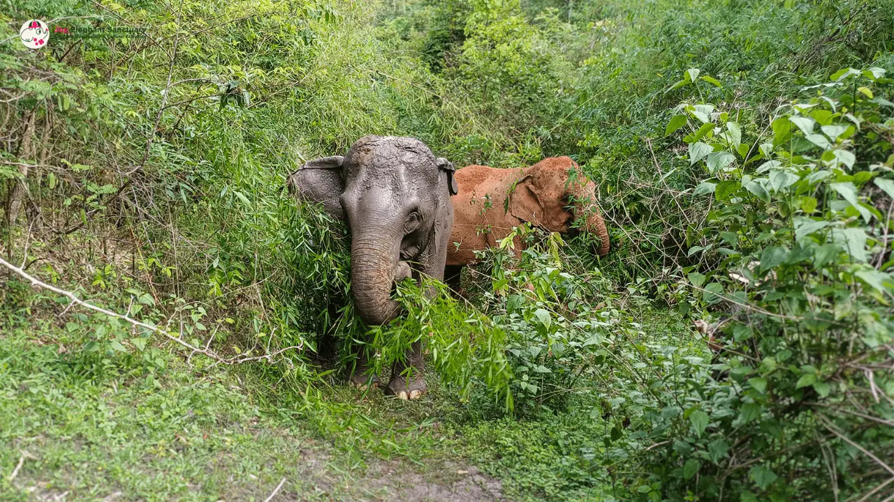 Elephant Observation & Cultural Activities by Joy Elephant Sanctuary