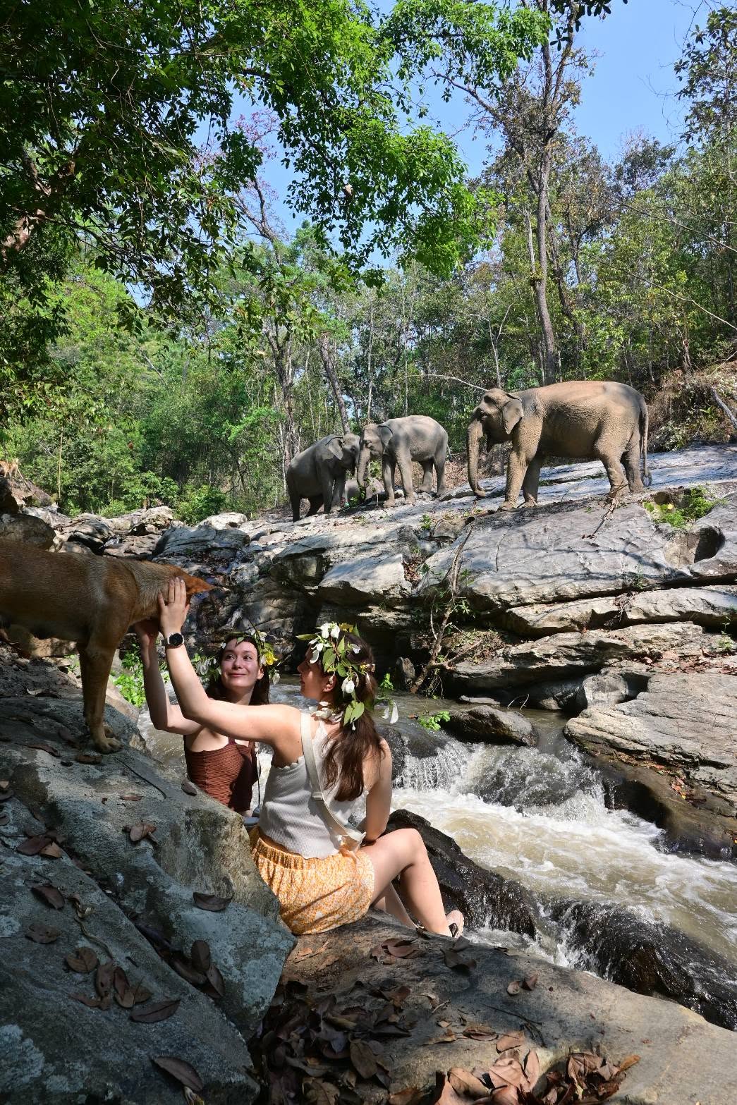 Into the Wild Elephant Camp Chiang Mai Ethical Elephant Experience