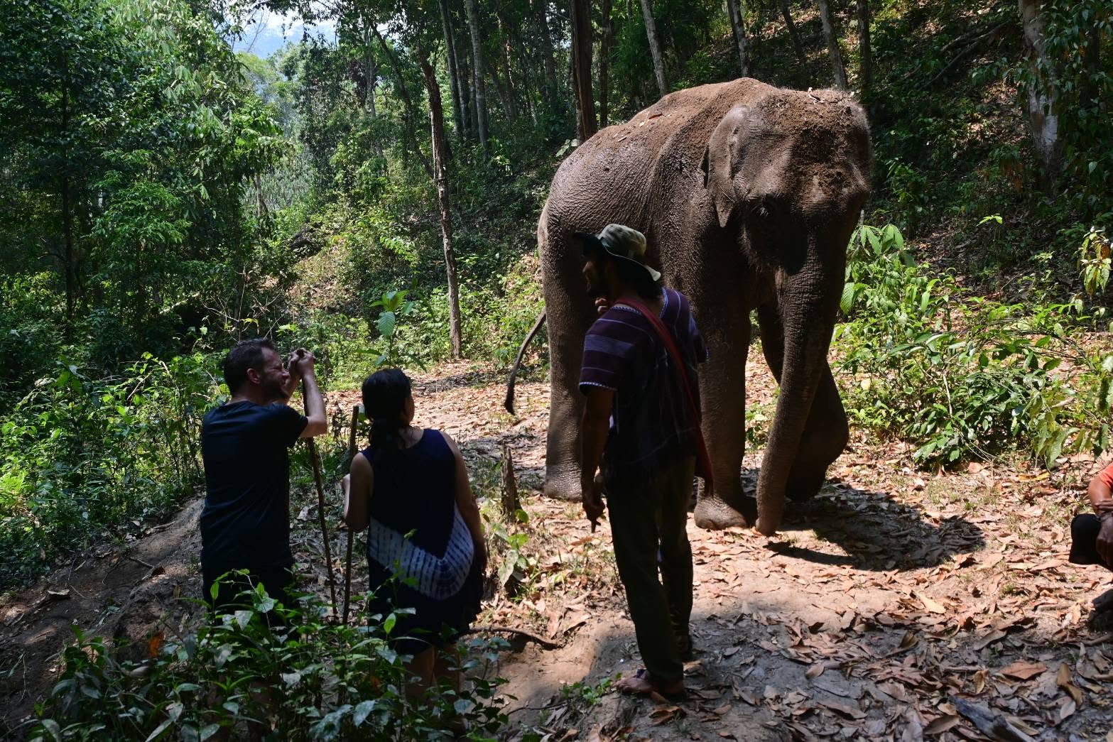 Into the Wild Elephant Camp Chiang Mai Ethical Elephant Experience