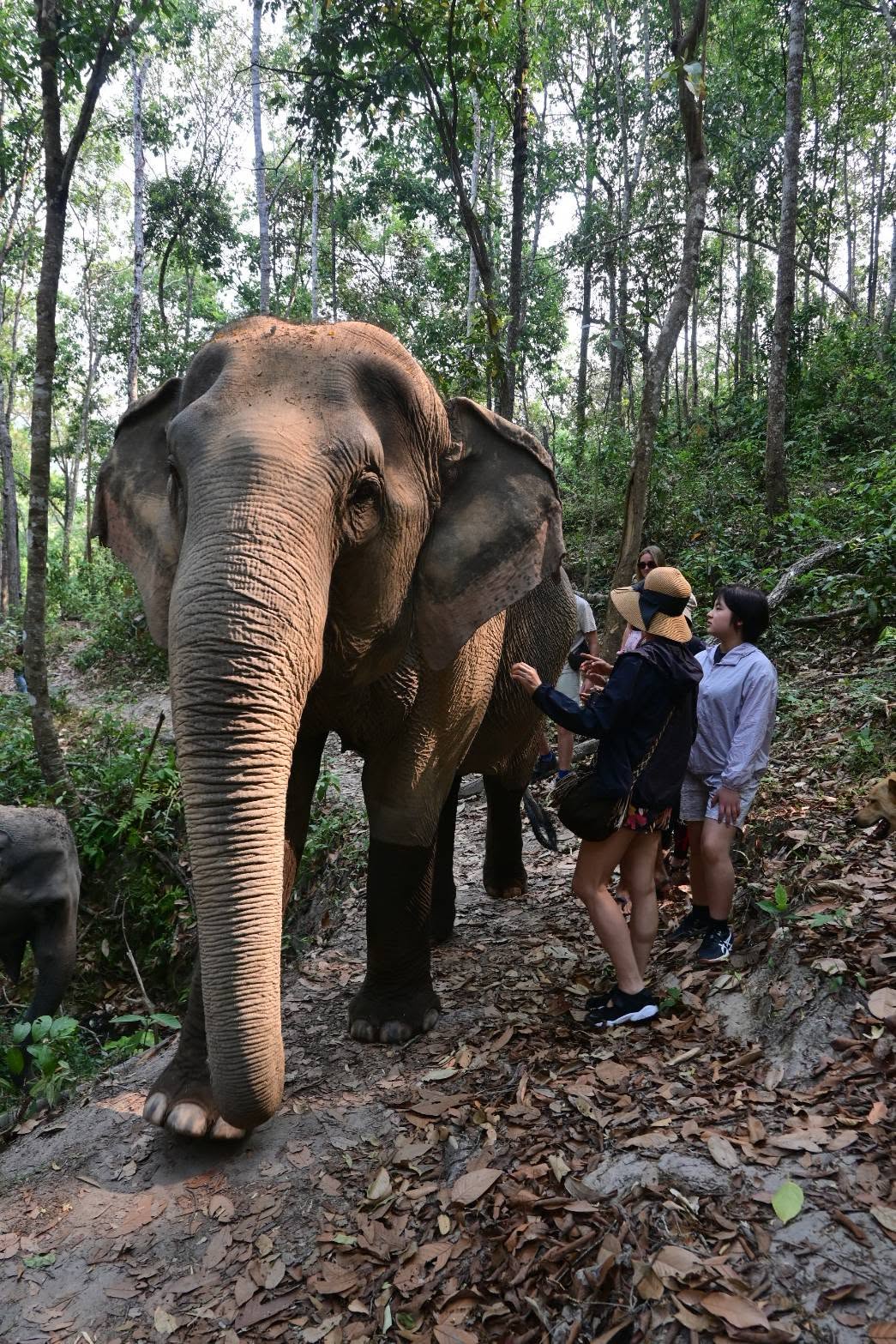 Into the Wild Elephant Camp Chiang Mai Ethical Elephant Experience