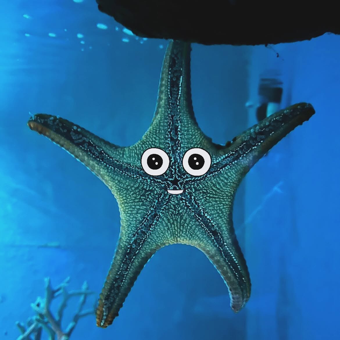 Underwater World Pattaya Admission Ticket 105-Metre Aquarium Tunnel & Feeding Shows