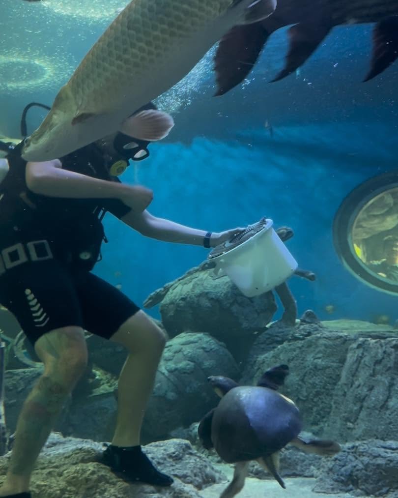 Underwater World Pattaya Admission Ticket 105-Metre Aquarium Tunnel & Feeding Shows