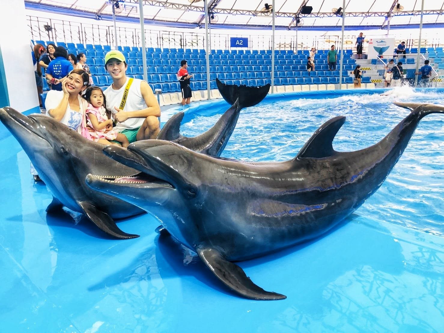 Pattaya Dolphinarium Dolphin & Seal Show Admission Ticket