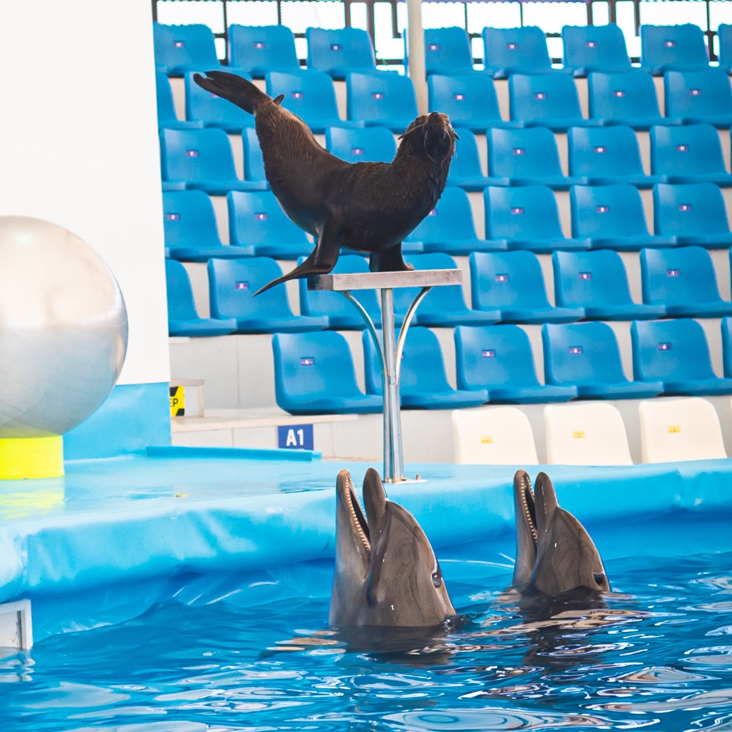 Pattaya Dolphinarium Dolphin & Seal Show Admission Ticket