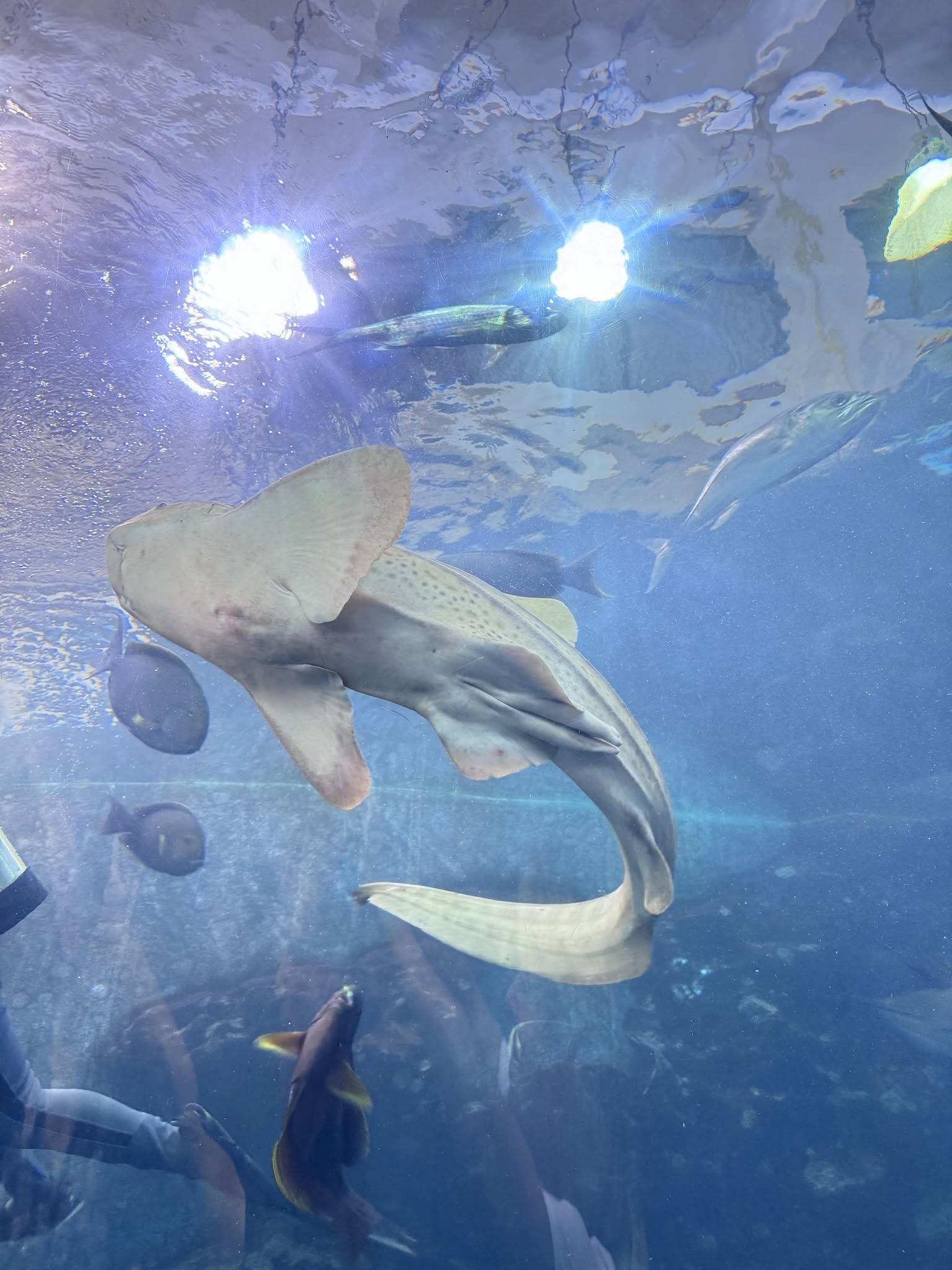 Phuket Aquarium Cape Panwa
