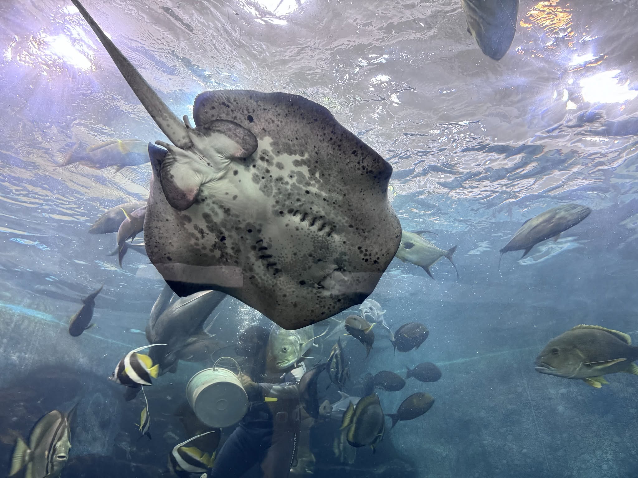 Phuket Aquarium Cape Panwa
