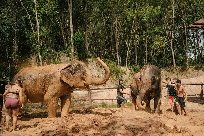 Love Elephant Sanctuary Krabi
