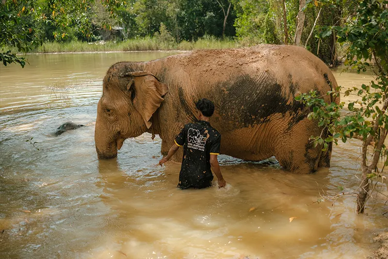 Love Elephant Sanctuary Krabi