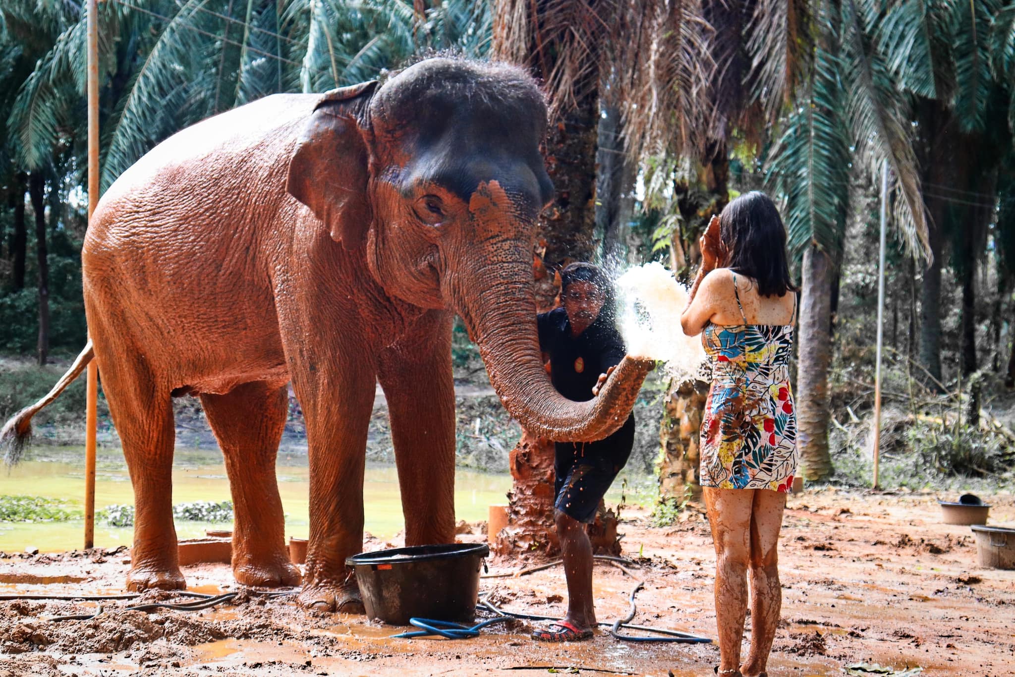 Krabi Elephant Shelter