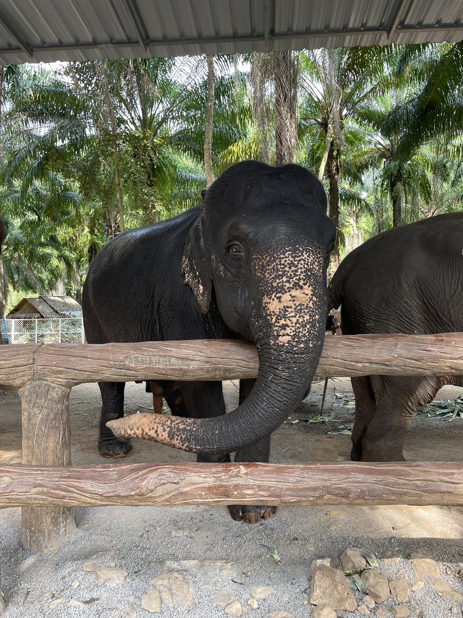 Krabi Elephant Shelter