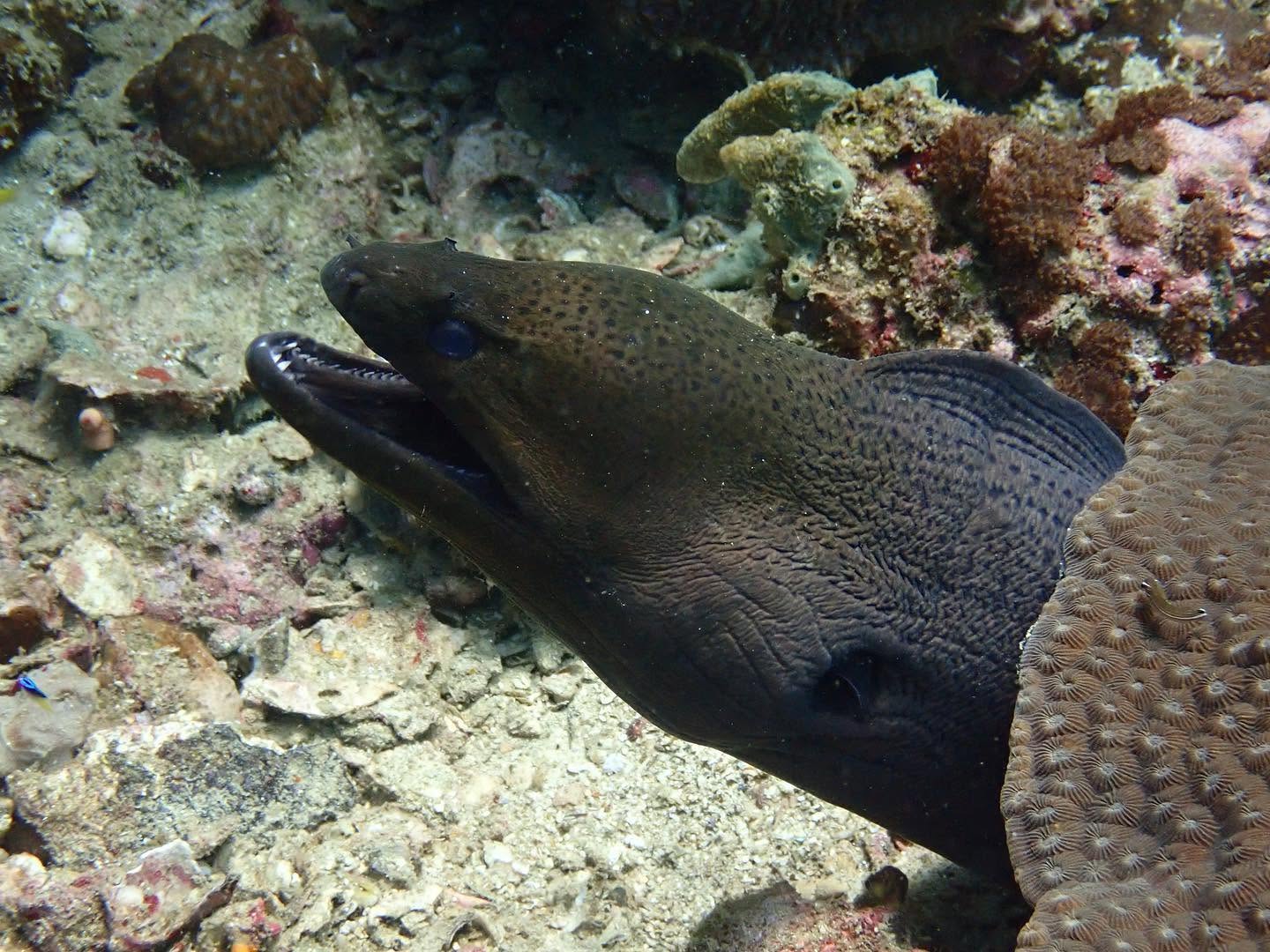 Scuba Diving in Phi Phi Island with Phi Phi Sea Frog Fun Dives, Try Dives & SSI Courses