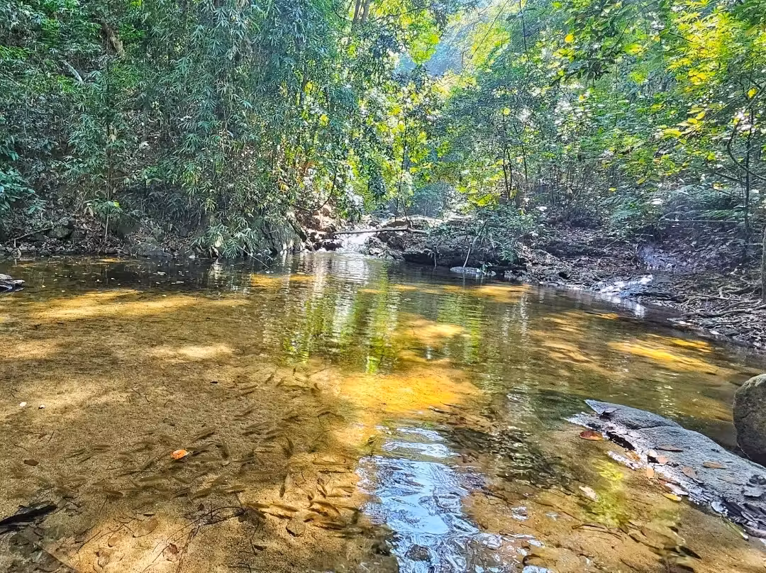 Phang Nga Waterfalls & Rainforest Adventure Tour