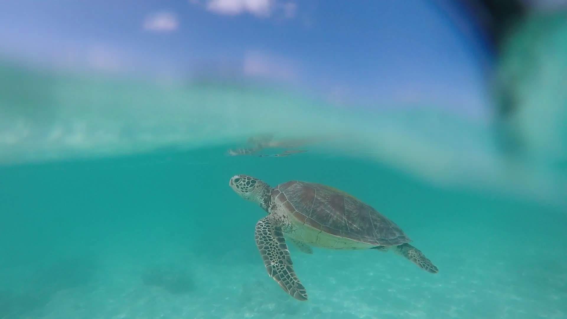 Surin Islands National Park Adventure | One Day & Multi-Day Snorkeling Packages