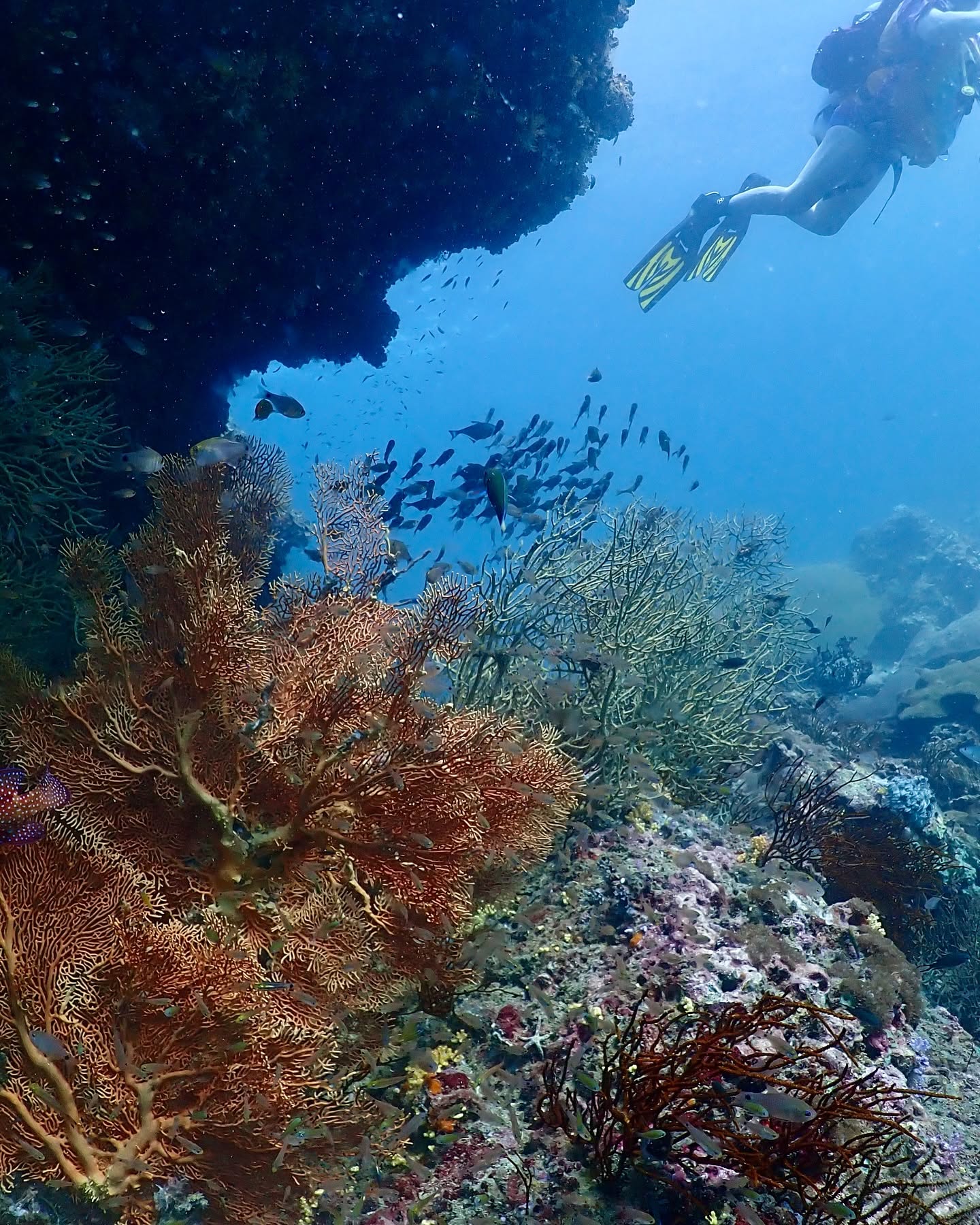 PADI Scuba Diving Courses in Krabi by The Dive Ao Nang