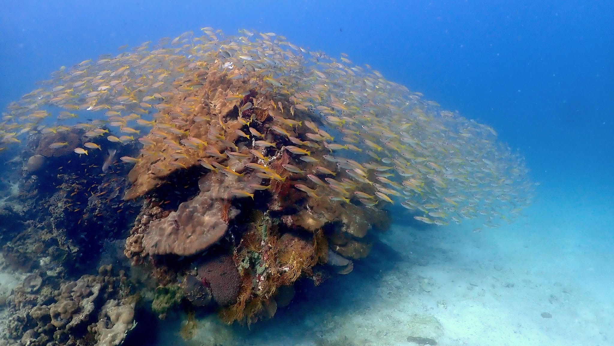 PADI Scuba Diving Courses in Krabi by The Dive Ao Nang