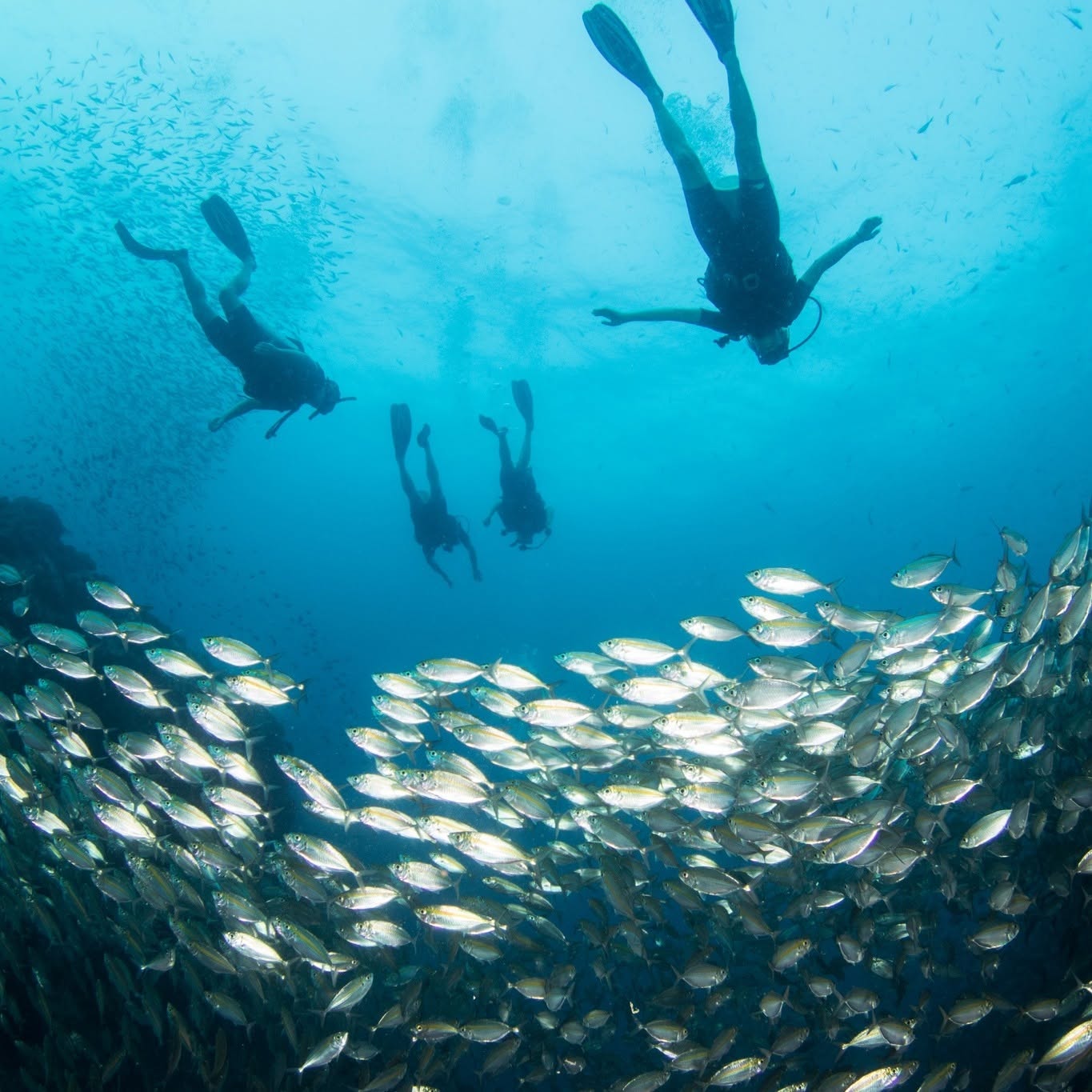 PADI Scuba Diving Courses with Scuba Shack Koh Tao