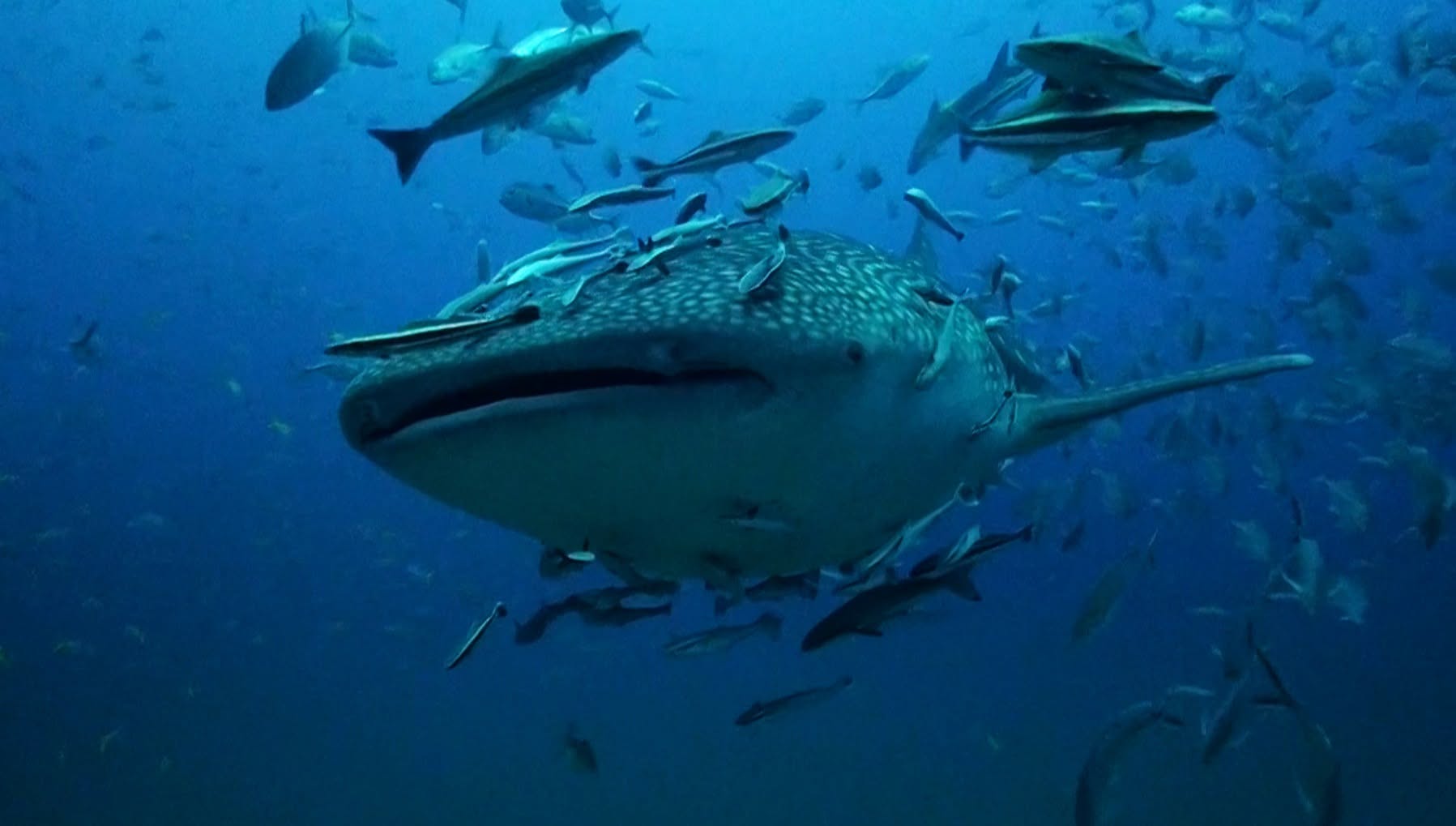 PADI Scuba Diving Courses with Scuba Shack Koh Tao