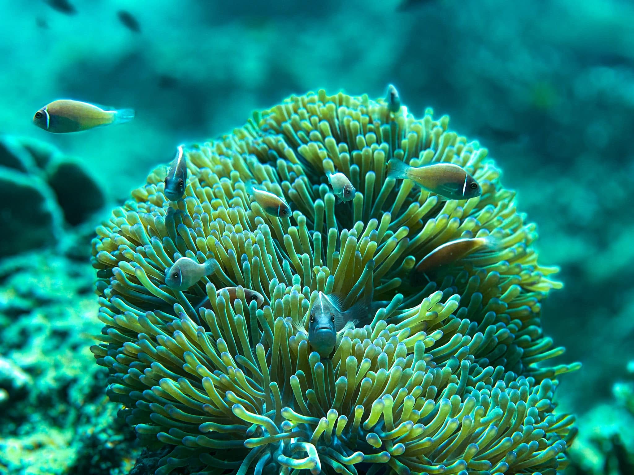 PADI Scuba Diving Courses with Scuba Shack Koh Tao
