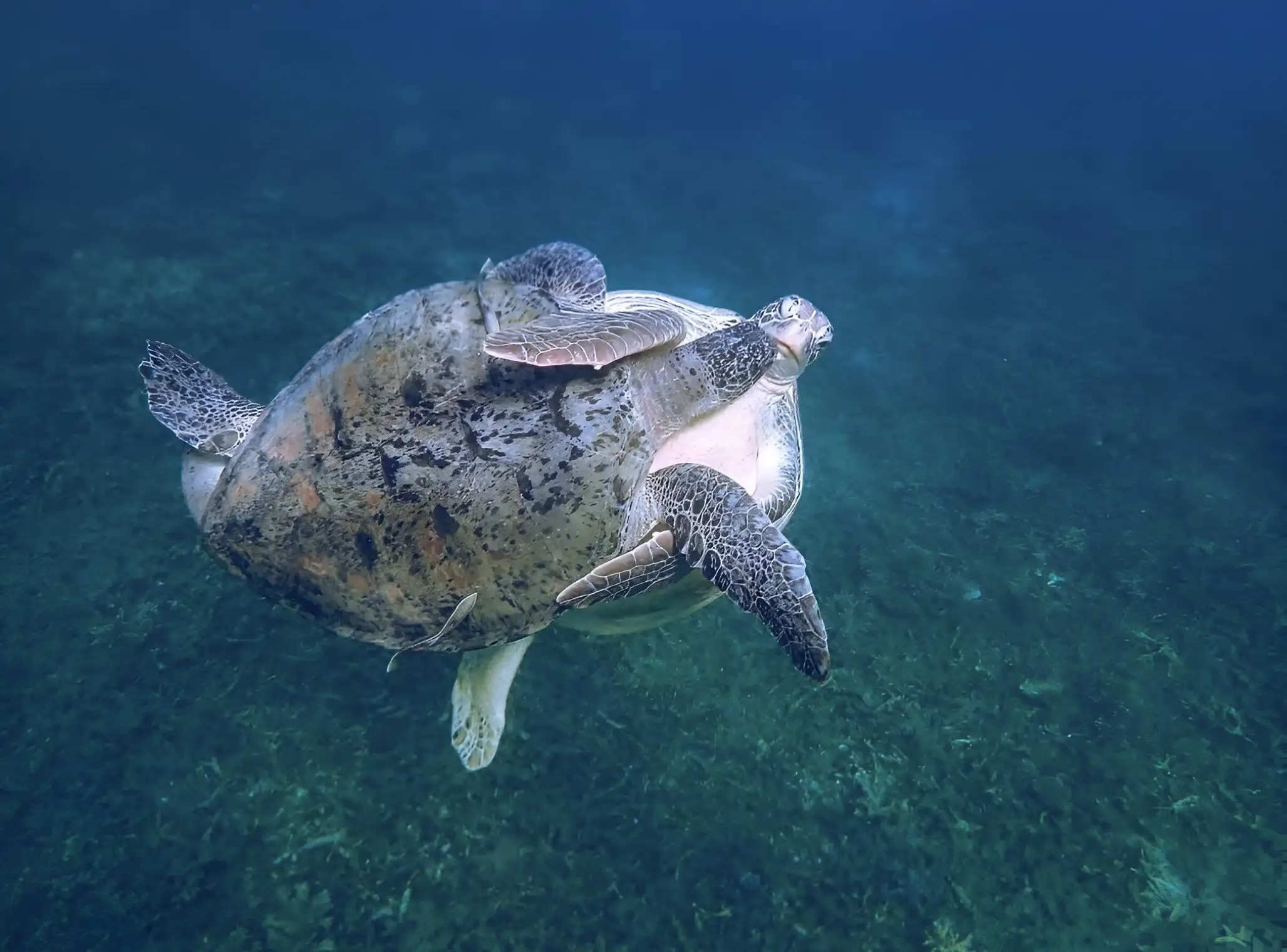 WE TRAVEL SNORKELING TOUR KOH TAO