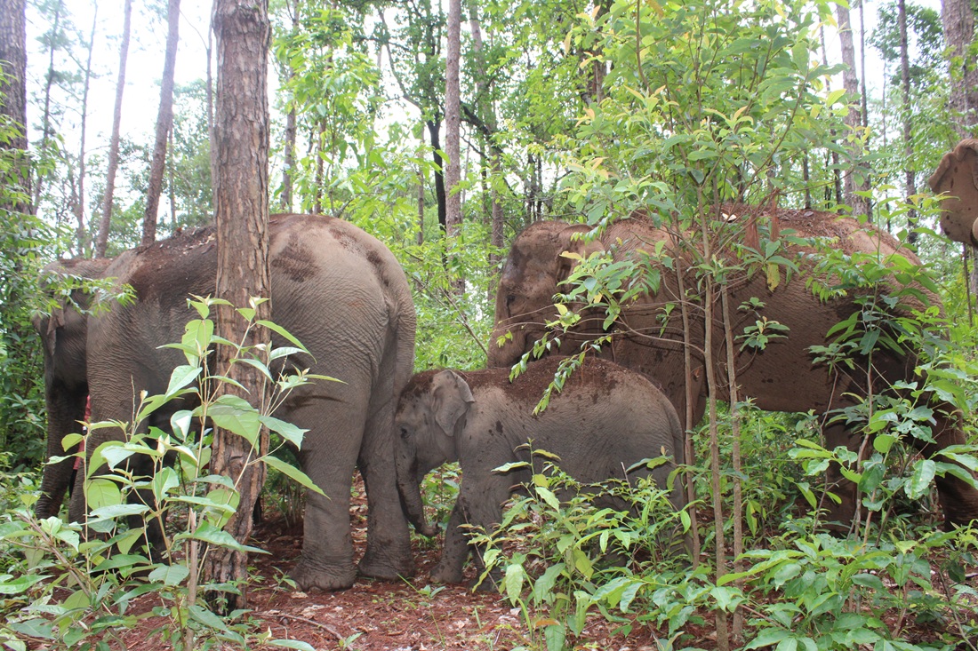 Chiang Mai Elephant Observation, Waterfall Trek & Bamboo Rafting Adventure