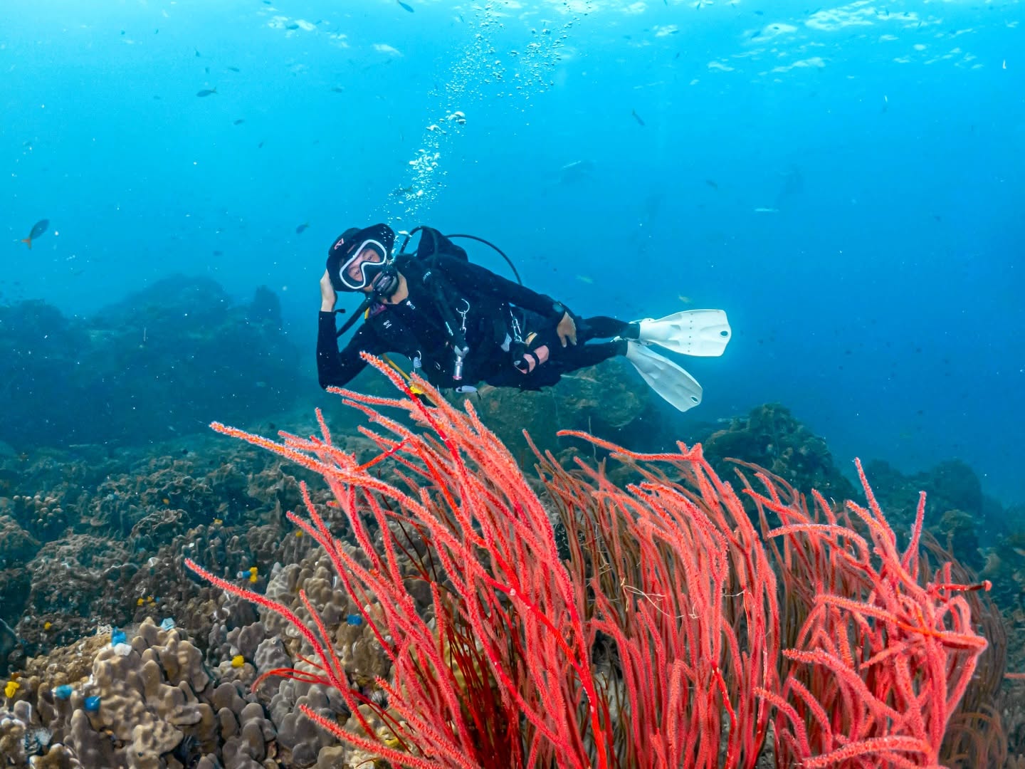 Koh Tao Scuba Club Diving Experiences & SSI Courses