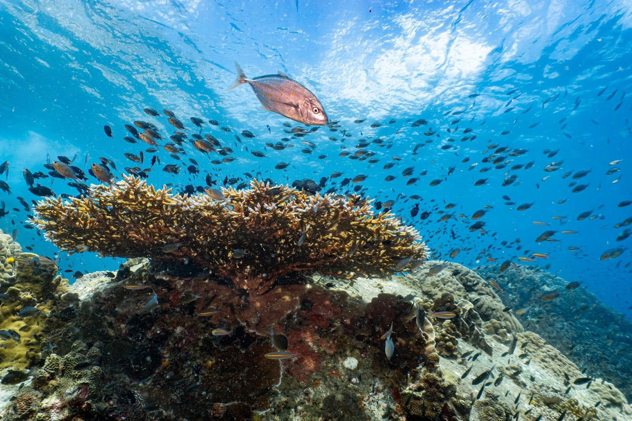 Mojo Diver Koh Tao SSI Courses, Fun Dives and Junior Diving Programs