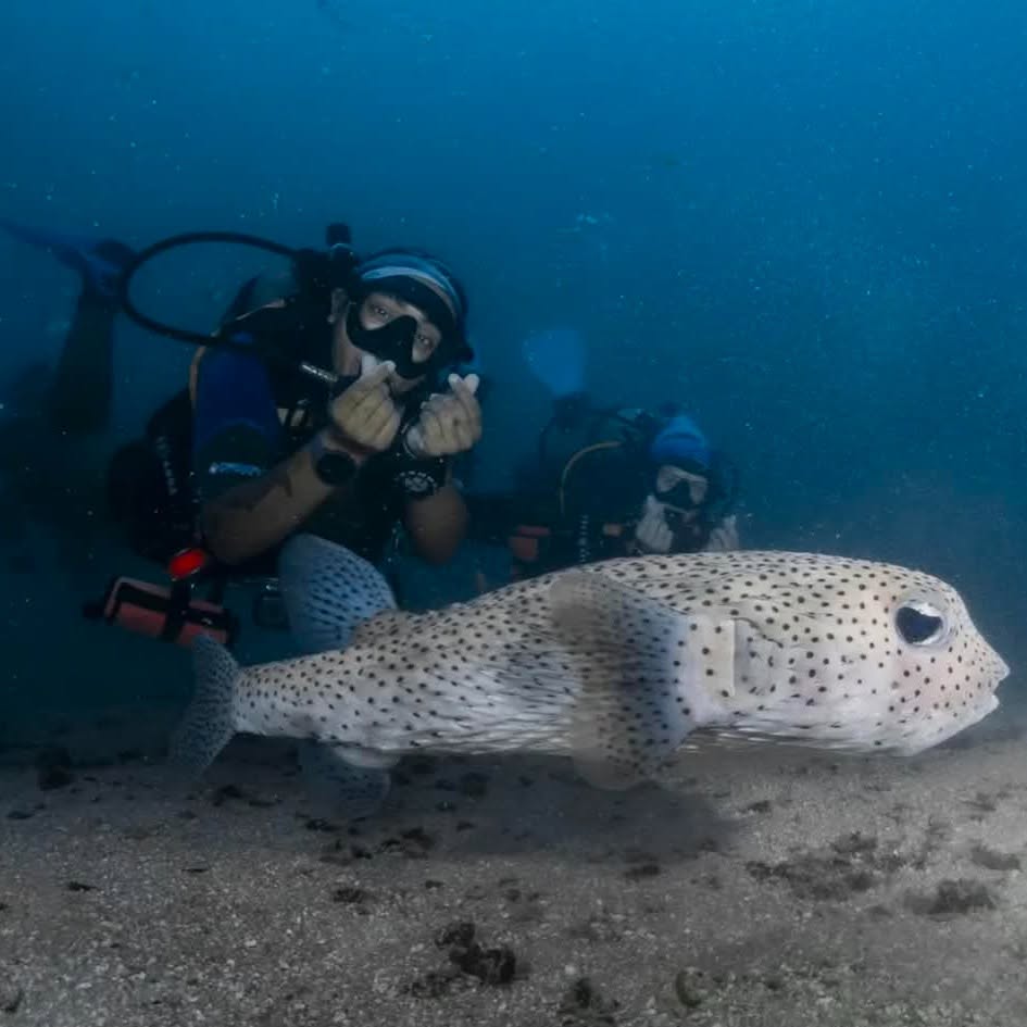 Big Blue Diving Koh Tao SSI Diving Courses, Fun Dives and Professional Training