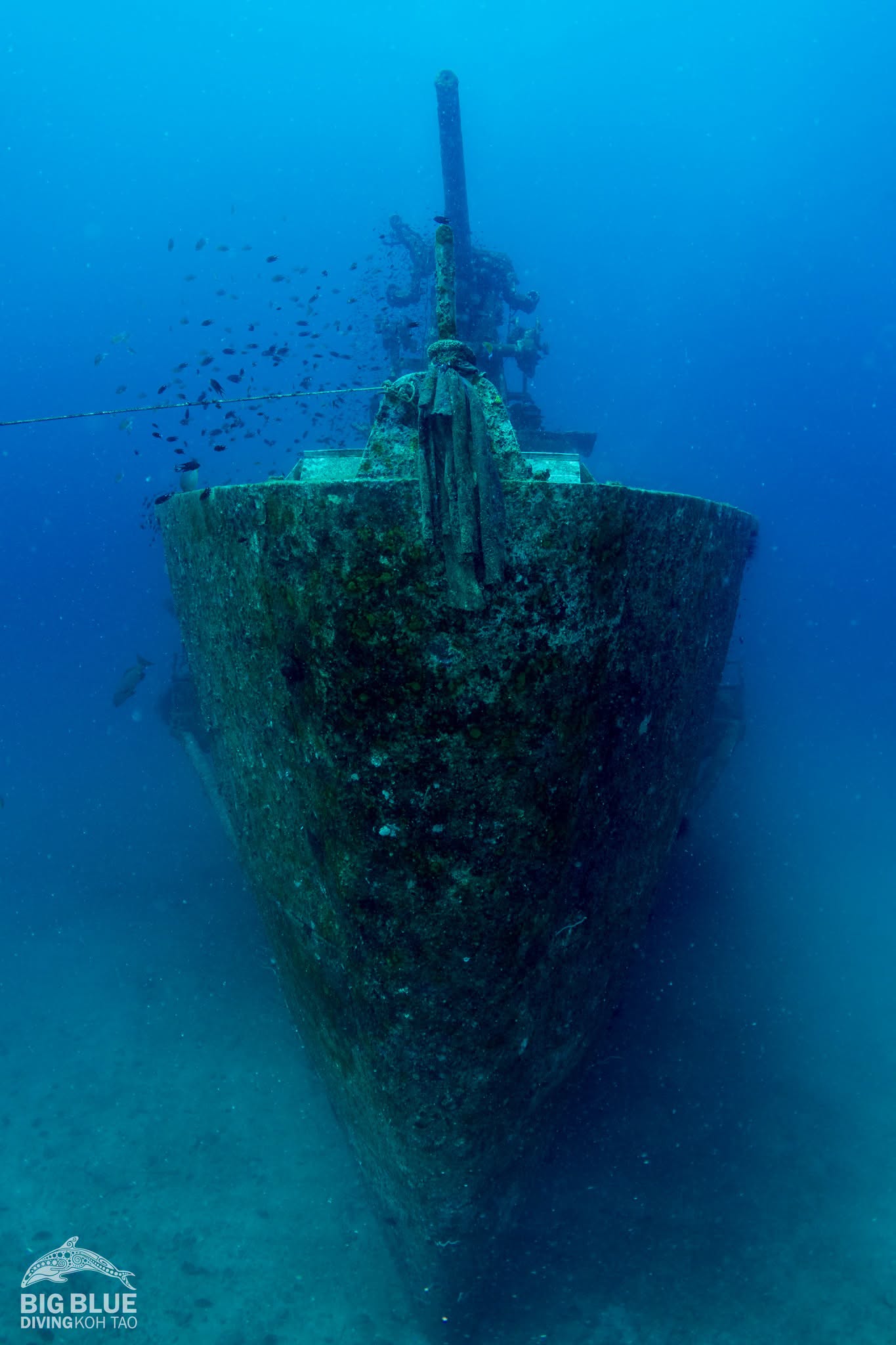 Big Blue Diving Koh Tao SSI Diving Courses, Fun Dives and Professional Training