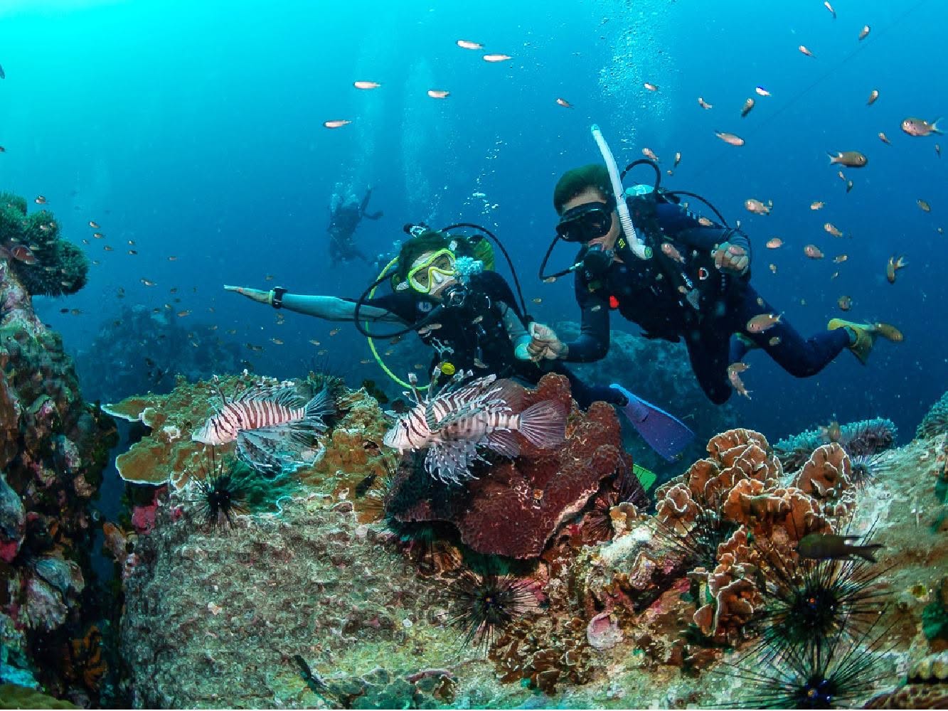 Koh Tao PADI Diving Courses and Fun Dives by Coral Grand Divers
