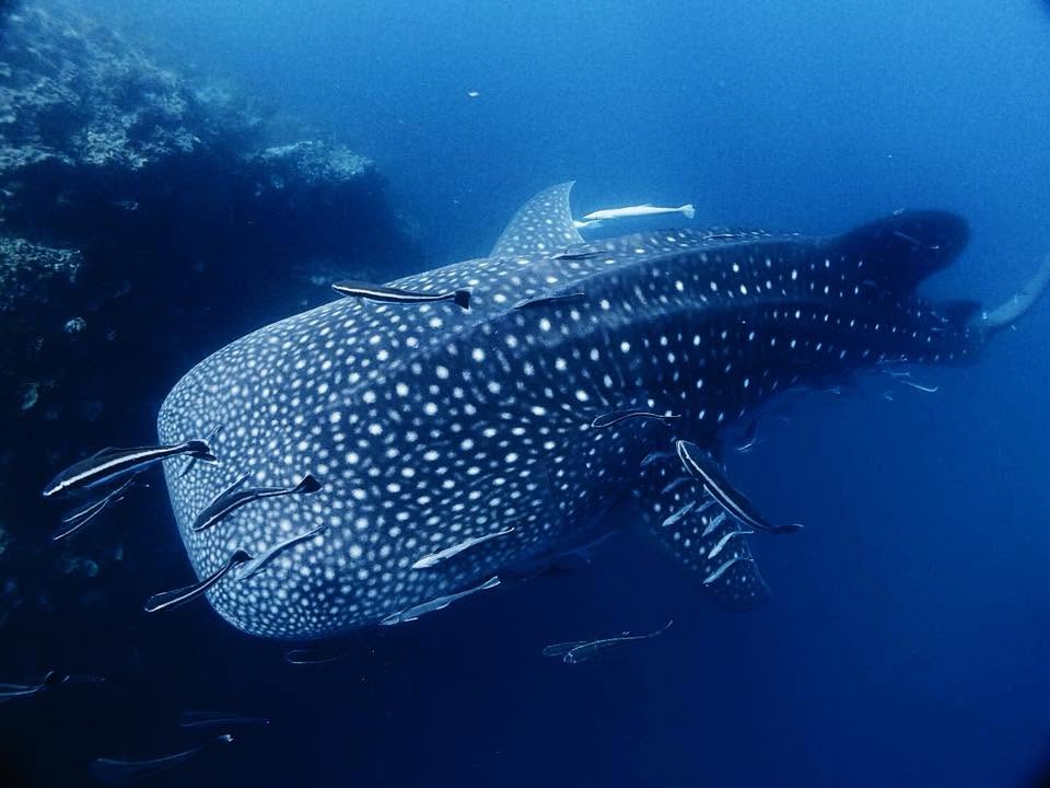 Koh Tao PADI Diving Courses and Fun Dives by Coral Grand Divers