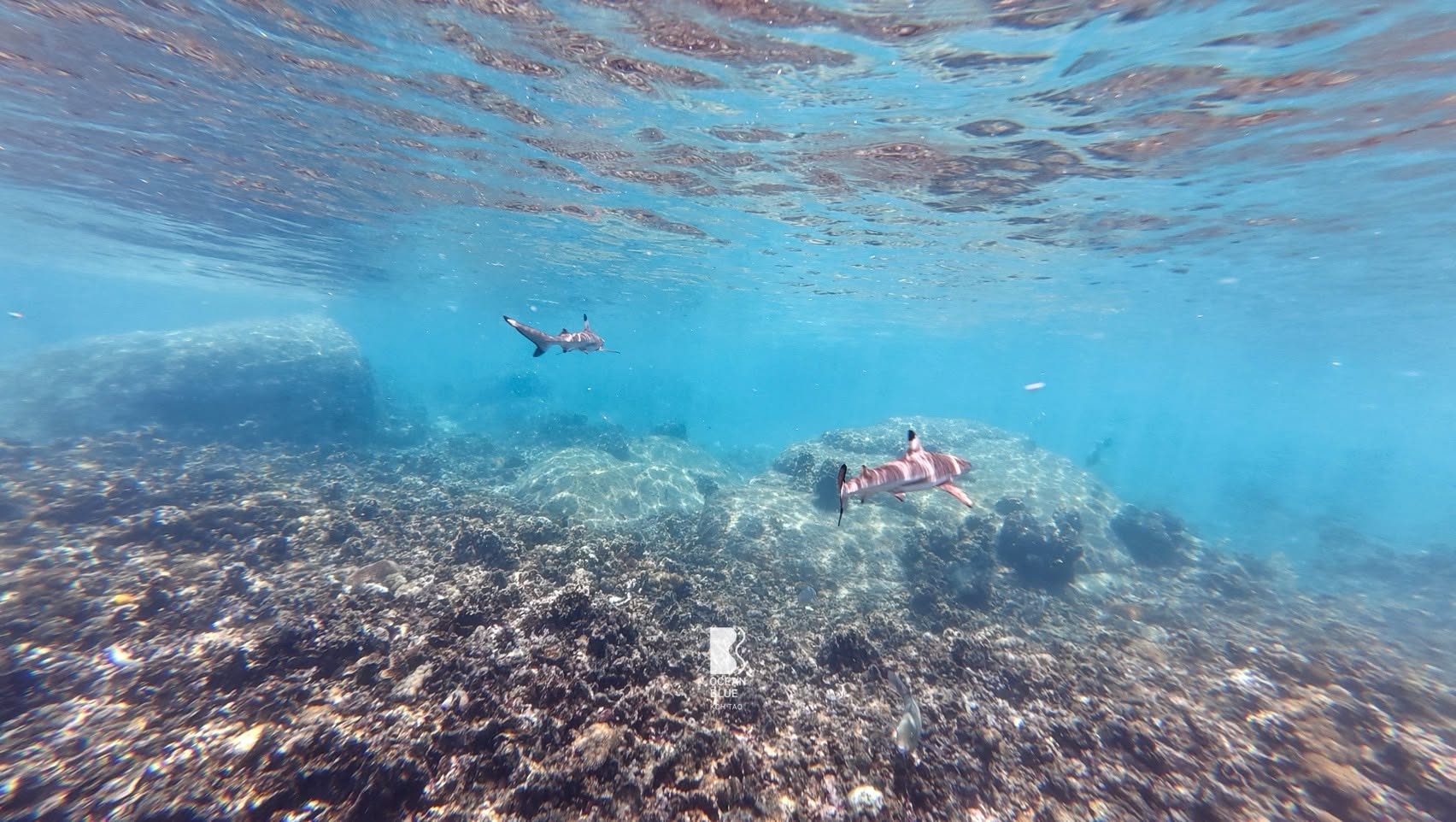 Koh Tao & Koh Nang Yuan Full-Day Snorkeling Tour with Lunch