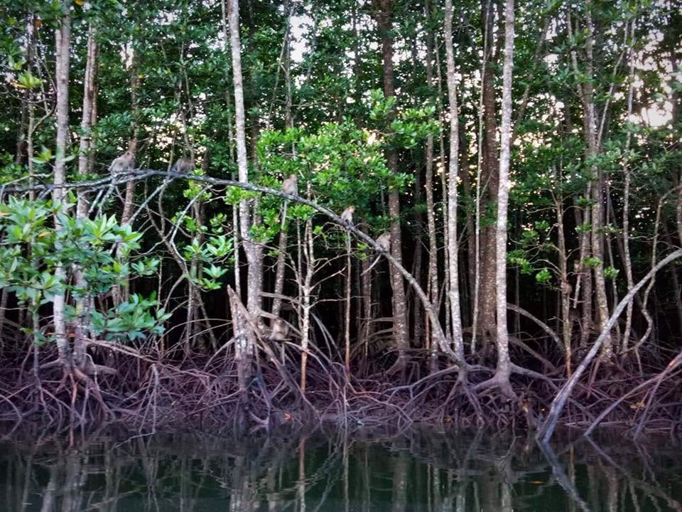 Karst Aways Krabi Small-Group Ao Thalane Mangrove Kayak Tour