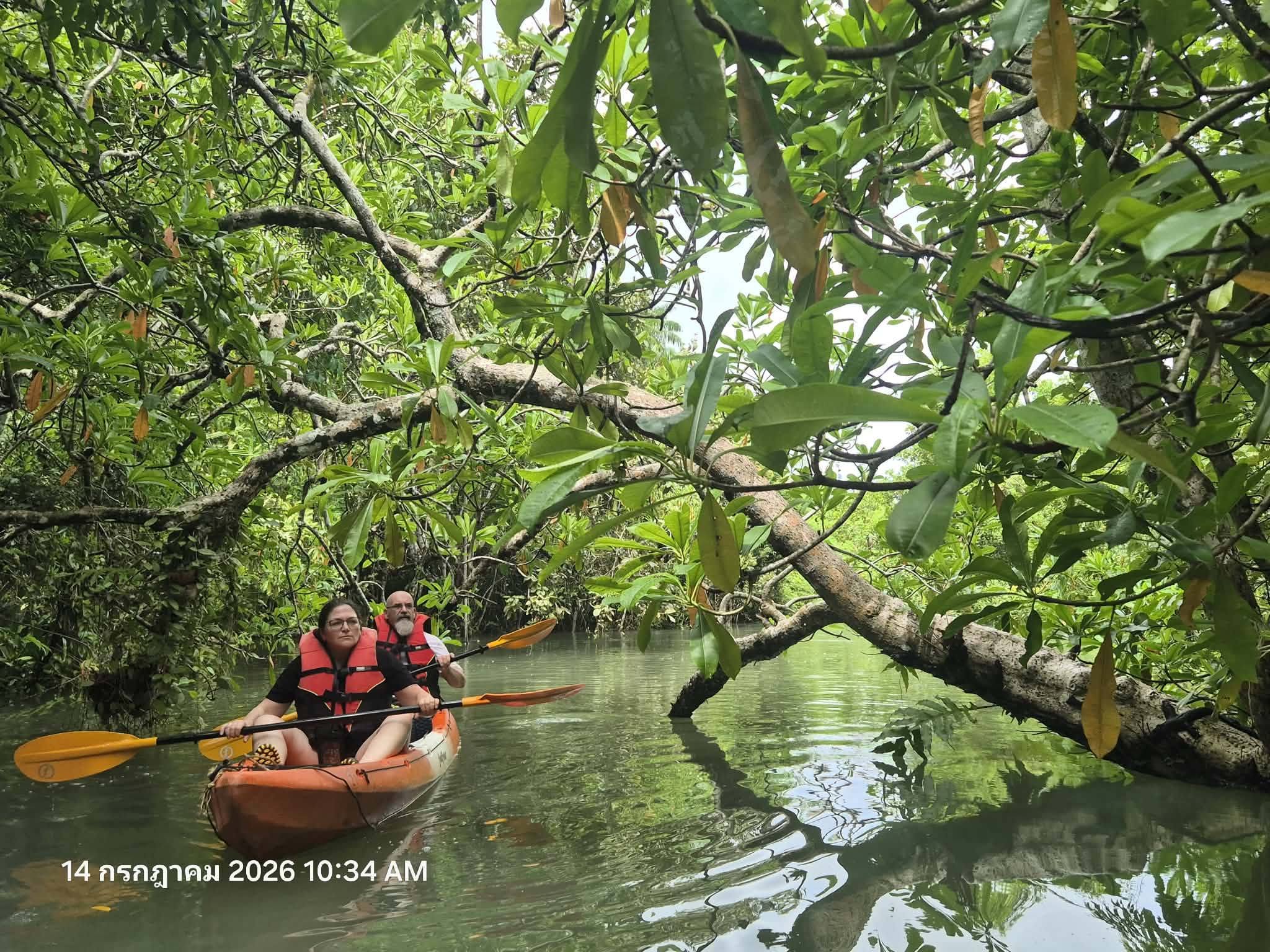 Absolute Kayaking Mangrove Krabi Hidden Mangrove & Limestone Canyon Adventure