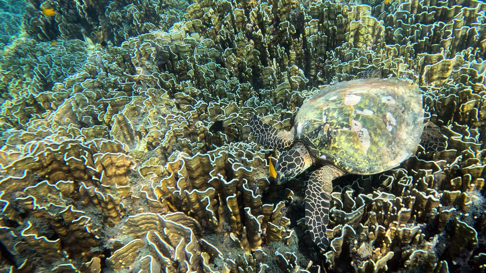 Similan island