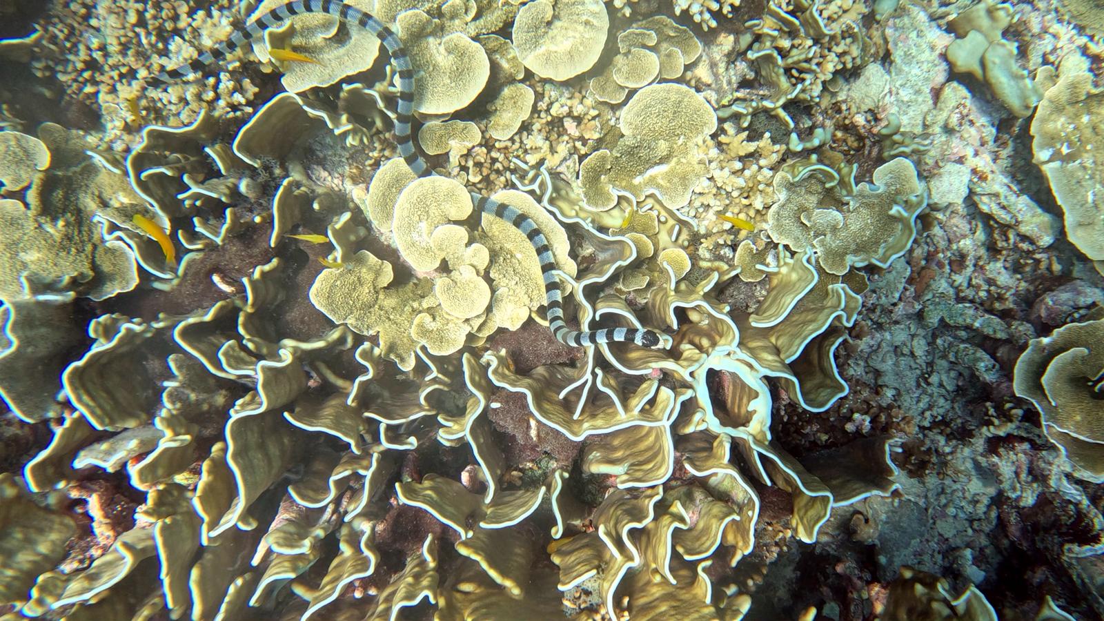 Similan island