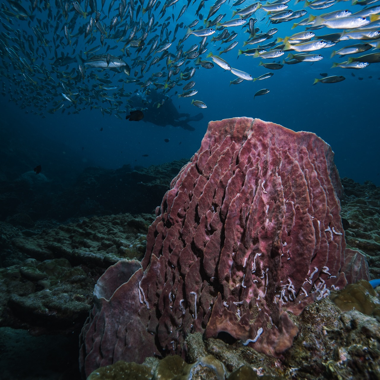 Scuba Diving Courses & Trips in Koh Phi Phi